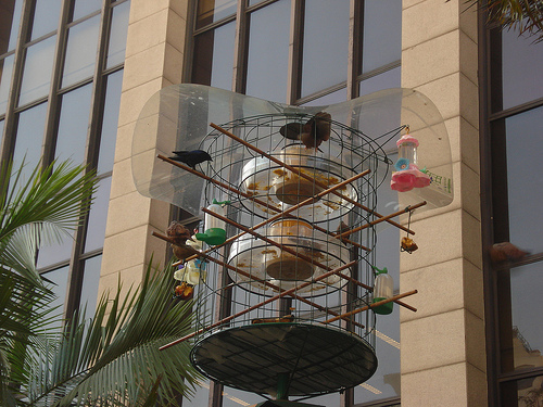 Pássaros na Paulista