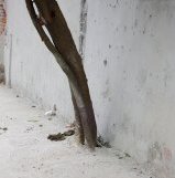 Árvore afogada pelo cimento