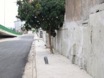 Árvore afogada pelo cimento