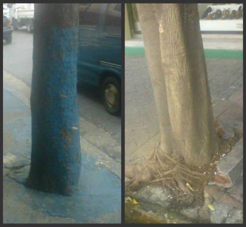 Árvores fotografas pela Cátia Toffoletto, em São Paulo