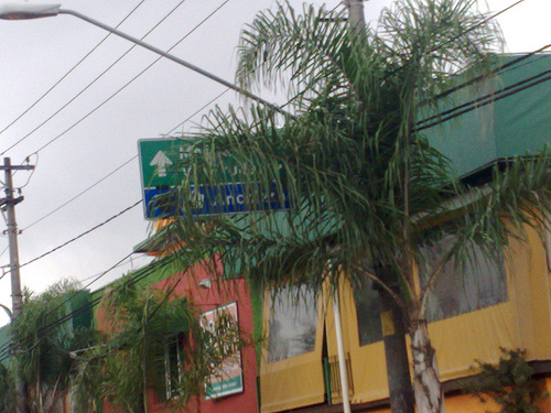 Árvore esconde sinalização