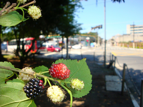 Pomar na Radial Leste