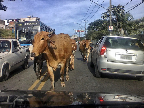 Boi no trânsito
