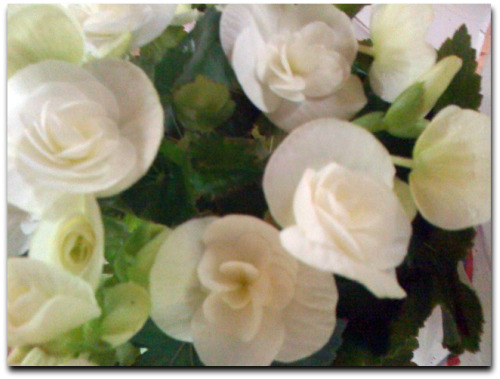 Flores Maria Lucia Solla Flores Maria Lucia Solla