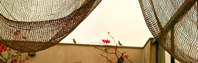 Pássaro por Maria Lucia Solla