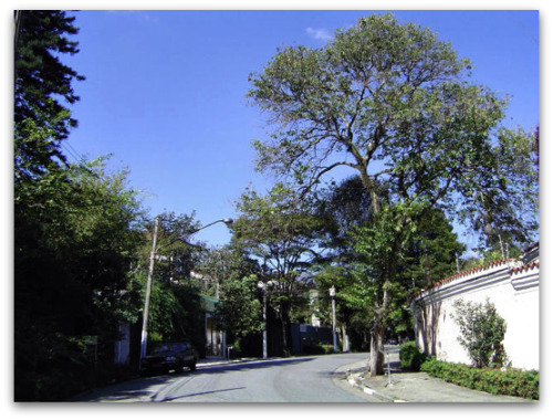 Que o velho carro não incomode nossos olhos diante das árvores e do céu