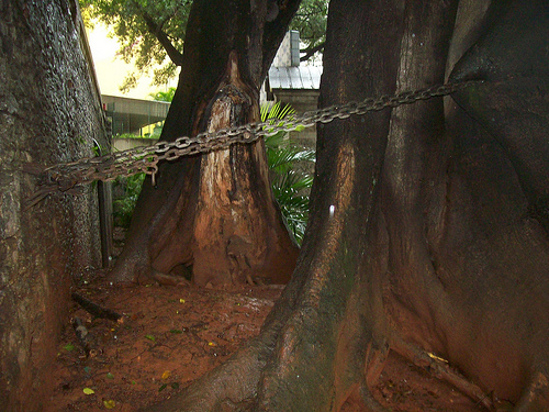 Árvore na Ladeira da Memória