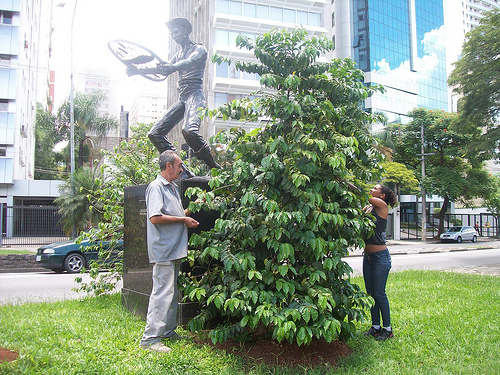 Estátua Colhedor de Café