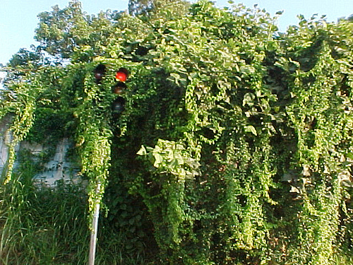 Semáforo ecológico