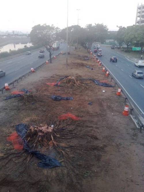 Árvores cortadas na Marginal Tietê