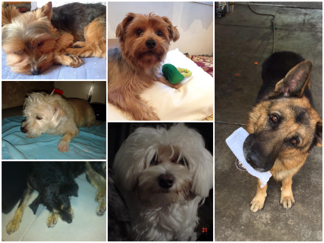 Cachorros2_Fotor_Collage