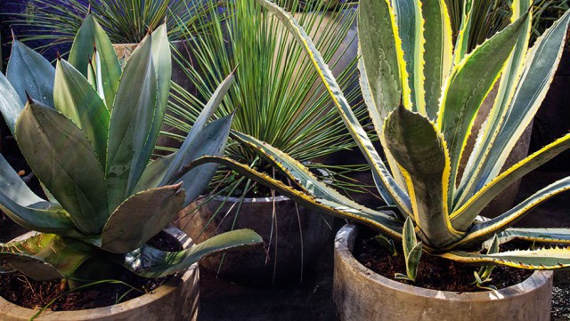 home-nova-plantas-que-pedem-pouca-agua-agaves-e-suculentas